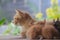 a sleepy and lonely yellow cat is daydreaming while nursing her kittens in the backyard. Loneliness, Widow and