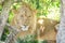 Sleepy male lion resting in the bushes in the Maasai Mara national park (Kenya).