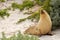 Sleepy moment for Australian Sea Lion resting on warm sand at Se