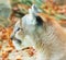 Sleepy Mountain Lion Sticks out Tongue and Winks