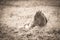 Sleepy newborn foal lying in the grass in sepia tone