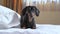 Sleepy obedience dachshund lies alone on bed at home or in dog-friendly hotel. Room is lit up by bright sunlight
