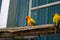 Sleepy orange sun conure parrot on a tree branch