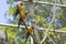 Sleepy orange sun conure parrot on a tree branch