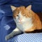 Sleepy orange tabby cat lying in afternoon sunshine on blue couch