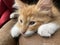 Sleepy orange and white kitten with eyes open laying down