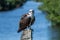 A sleepy osprey in Everglades National Park.