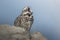 Sleepy Owl Perched on a Rock and Yawning