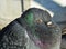Sleepy pigeon in Venice, close up