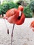 Sleepy pink flamingo close up