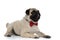Sleepy pug panting while wearing a red bowtie