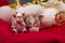 Sleepy puppies in christmas decoration with a cute little reindeer figure