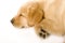 Sleepy Puppy Labrador retriever cream