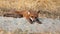 Sleepy red fox lying with paws stretched forwards on summer morning in nature.