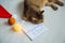 Sleepy red kitten napping on the floor next to Christmas accessories and a notebook with inscription