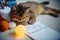 Sleepy red kitten napping on the floor next to Christmas accessories and a notebook with inscription