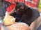 Sleepy Rescue Kittens Turn on Charm for Potential Adopters