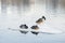 Sleepy resting ducks on ice floe close-up, drifting ice on the river. Winter, spring in city. Seasons. Arrival of spring