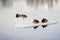 Sleepy resting Group ducks on ice floe close-up, drifting ice on the river. Winter in the city. Seasons. Arrival of