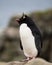 Sleepy Rockhopper Penguin Standing on a Large Rock