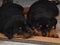 Sleepy Rottweiler Puppies