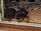 Sleepy Rottweiler Puppies