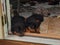 Sleepy Rottweiler Puppies