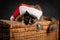 Sleepy santa maine coon cat sleeping and wearing New Year cap on a wicker chest