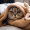 Sleepy Scottish Fold Cat on Cozy Blanket