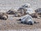 Sleepy Seals at Blakeney