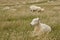 sleepy sheep in grassfield