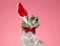 Sleepy shih tzu puppy wearing red bowtie and bunny ears