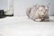 Sleepy silver tabby cat guard on the floor
