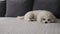 Sleepy small Bichon Frise puppy indoors