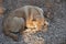 Sleepy stray dog lay on the ground.