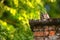 Sleepy tawny owl peeking out of old chimney in countryside