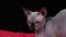 A sleepy, tired Canadian Sphynx lies on a red blanket in the studio against a black background. The pet looks at the