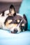 Sleepy tri color Pembroke Welsh Corgi laying outside with her tongue out on a blue patio couch cushion