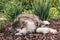 sleepy tricolour longhair tabby cat lying on mulch in ornamental garden