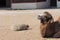 Sleepy two-humped bactrian camel and ram covered with hay