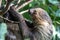 Sleepy two-toed sloth in green tree canopy.