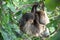 Sleepy two-toed sloth in green tree canopy.