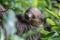 Sleepy two-toed sloth in green tree canopy.