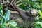 Sleepy two-toed sloth in green tree canopy.