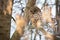 Sleepy ural owl sitting on tree in winter nature.