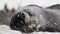 Sleepy Weddell seal on the shore