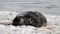 Sleepy Weddell seal on the shore