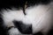 Sleepy White and Black Cat\'s Face