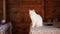 Sleepy white cat sitting on restaurant desk, glasses and wooden wall in background