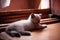 Sleepy white and gray kitty lies on floor in sun light. Adorable little kitten scottish straight with blue eyes playing